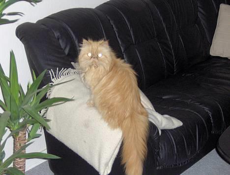 Perser Sille(død) billede 8