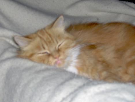 Blanding af racer Perle billede 2