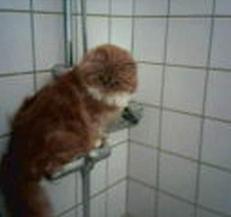 Blanding af racer Perle - Hvor er det sjovt at fange vanddråber efter far har været i bad.... billede 3