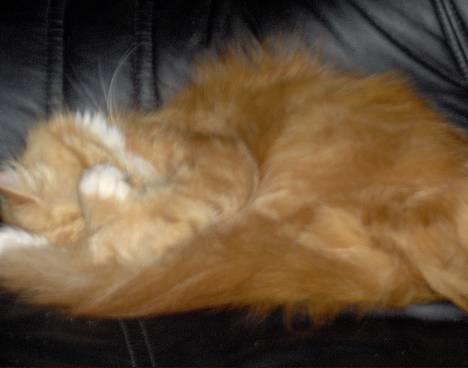 Blanding af racer Perle billede 4