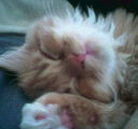 Blanding af racer Perle billede 5