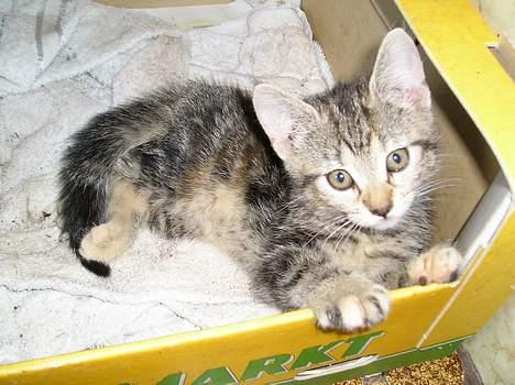 Blanding af racer Stribe *Forsvundet:!* - Hej med dig!! Vil du lege? (11 juli 05) billede 1