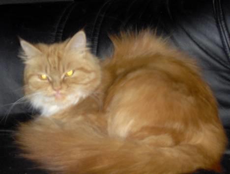 Blanding af racer Perle billede 6