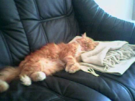 Blanding af racer Perle - Pyha, det har været en hård dag.... billede 7