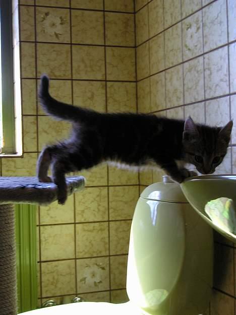 Blanding af racer Stribe *Forsvundet:!* - Åhh nej, mon..mon det her går!? (6 juli 05) billede 2