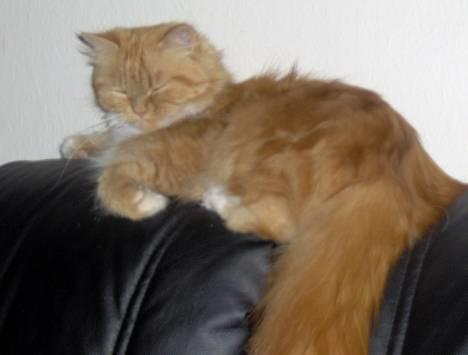 Blanding af racer Perle billede 8