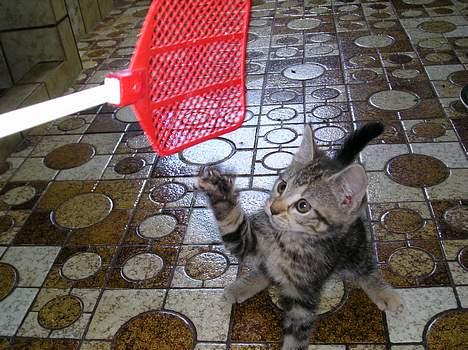 Blanding af racer Stribe *Forsvundet:!* - Mon jeg kan fange den? (11 juli 05) billede 3