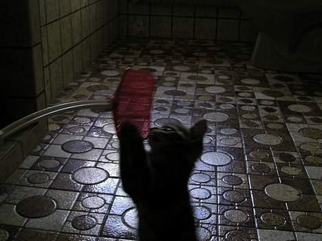 Blanding af racer Stribe *Forsvundet:!* - jaa, det ku jeg :P (11 juli 05) billede 4