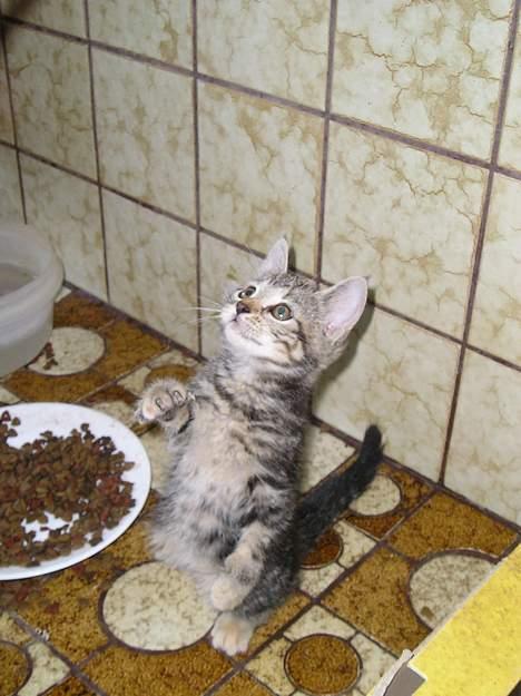 Blanding af racer Stribe *Forsvundet:!* - Ej, jeg skal lige ha den én gang til.... (11 juli 05) billede 5