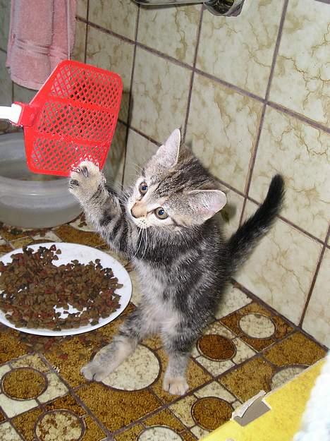 Blanding af racer Stribe *Forsvundet:!* - Så! Jeg giver ik slip nu!!! (11 juli 05) billede 6