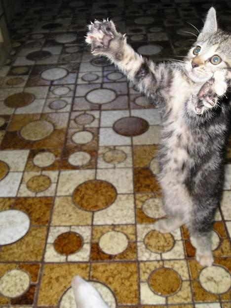 Blanding af racer Stribe *Forsvundet:!* - Giv mig et stooort kram ! :) (11 juli 05) billede 7