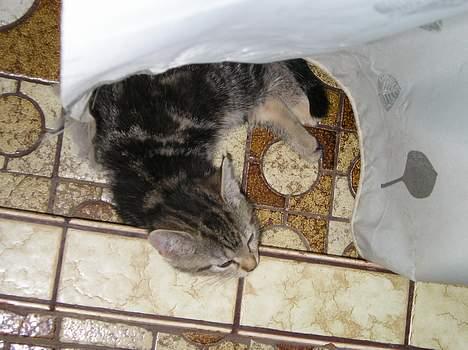 Blanding af racer Stribe *Forsvundet:!* - jeg ligger lige og sover.. (11 juli 05) billede 8