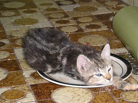 Blanding af racer Stribe *Forsvundet:!* - Hvad laver du? jeg prøver at sove.. (11 juli 05) billede 9