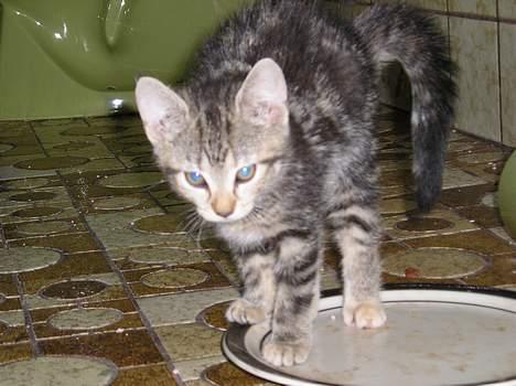 Blanding af racer Stribe *Forsvundet:!* - Ja, jeg holder altså stadig øje med dig ! (11 juli 05) billede 10