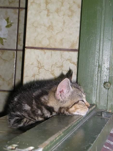 Blanding af racer Stribe *Forsvundet:!* - Det er dejligt med lidt vind ude fra (11 juli 05) billede 11