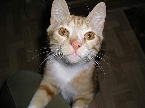 Blanding af racer Stribe *Forsvundet:!* - Stribe og Sortes storebror, Garfield (23 april 05) billede 12