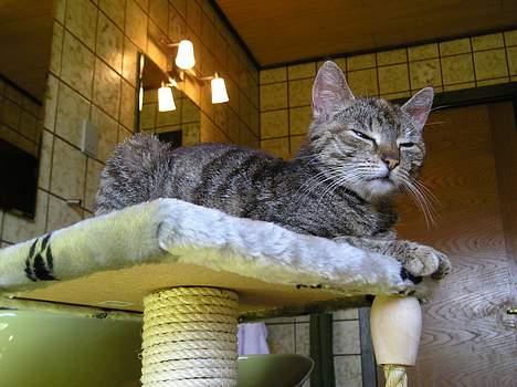 Blanding af racer Stribe *Forsvundet:!* - Stribe og Sortes mor, Piv (6 juli 05) billede 13