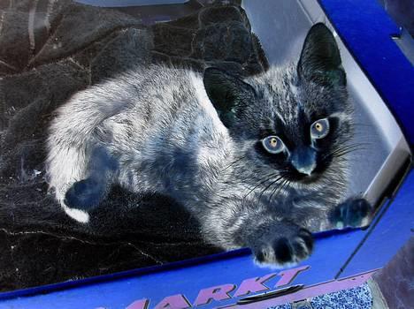 Blanding af racer Stribe *Forsvundet:!* - Det første billede i negativ. hehe... synes altså det er lidt sødt :D billede 14