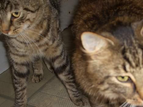 Blanding af racer Joachim - Mig og min bror billede 14