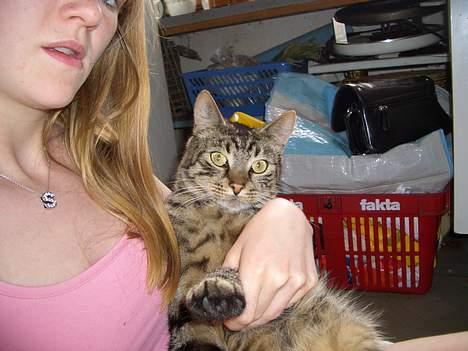 Blanding af racer Joachim billede 15