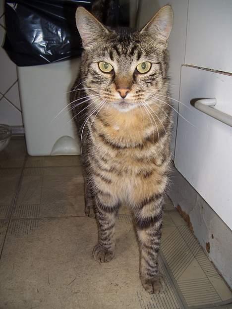 Blanding af racer Joachim - jeg er flot ikk? billede 16