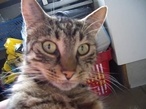 Blanding af racer Joachim billede 17