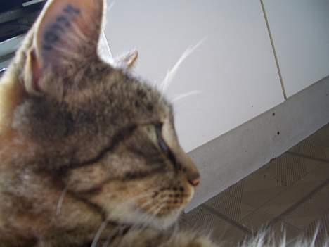 Blanding af racer Joachim - Joachim i profil billede 18