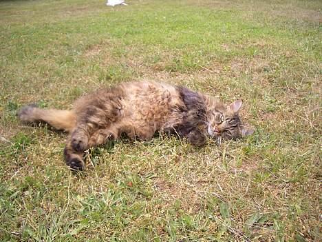 Norsk Skovkat Frederik billede 9