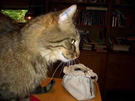 Norsk Skovkat Frederik - Frederik i profil billede 10