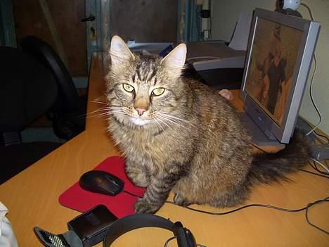 Norsk Skovkat Frederik billede 12