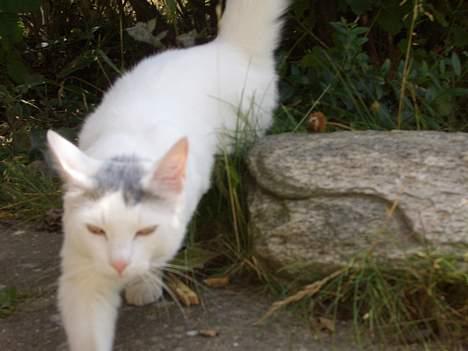 Blanding af racer Ib - Her går jeg rundt og hygger i haven billede 16