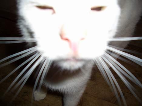 Blanding af racer Cordelia billede 14