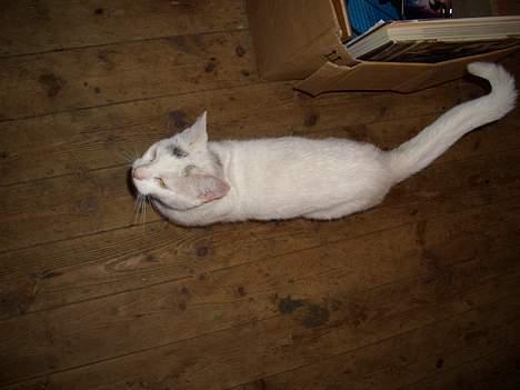 Blanding af racer Cordelia billede 15