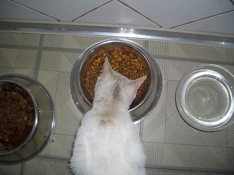 Blanding af racer Cordelia billede 16