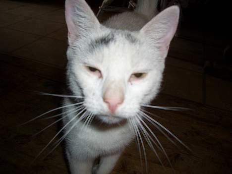 Blanding af racer Cordelia billede 17