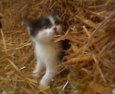 Blanding af racer O'malley billede 1