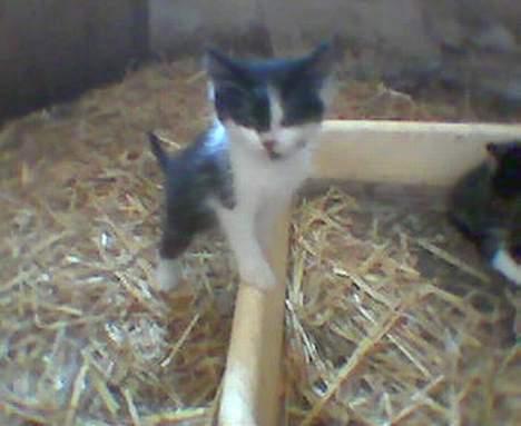 Blanding af racer O'malley billede 2