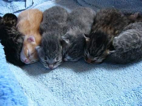 Blanding af racer Musen - Her er rullepølserne 3 dage gamle billede 3