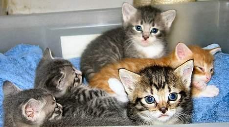 Blanding af racer Musen - Hvad sker der ??? billede 4