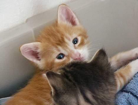 Blanding af racer Musen - Leo II  von der pattehale billede 5