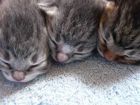 Blanding af racer Musen - Små hoveder :-) 3 dage gamle billede 6