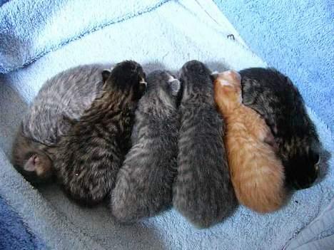 Blanding af racer Musen - Hvad vej er det lige vi skal vende ? billede 7