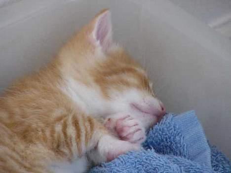 Blanding af racer Musen - En lille lur gør godt billede 8