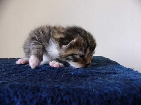 Blanding af racer Musen - 10 dage gammel billede 9