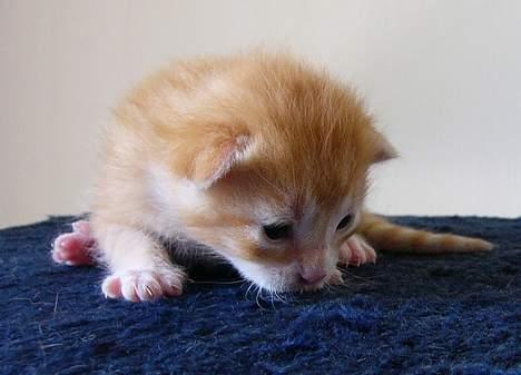 Blanding af racer Musen - 10 dage gammel  billede 10