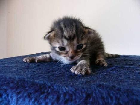 Blanding af racer Musen - 10 dage gammel  billede 11