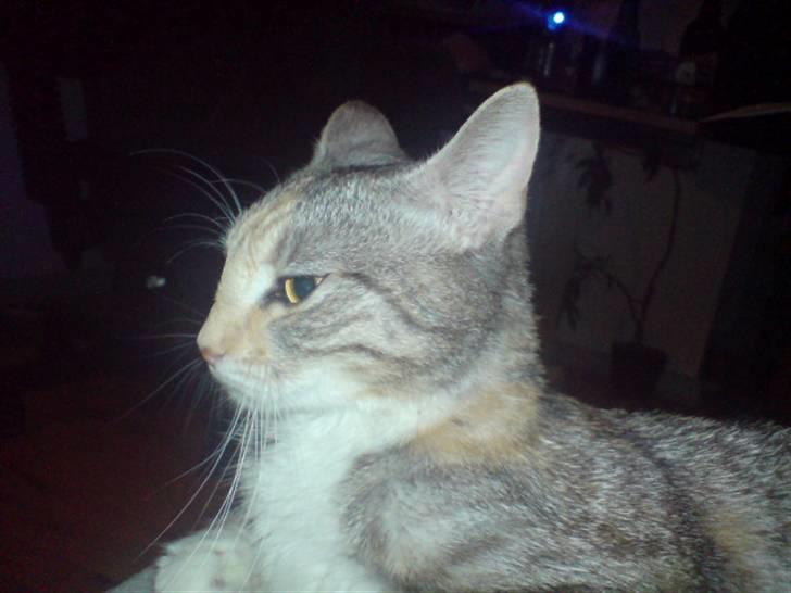 Huskat Freya billede 1