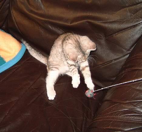 Huskat Freya billede 3