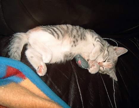 Huskat Freya - Man kan blive så træt af at lege... :-) billede 4