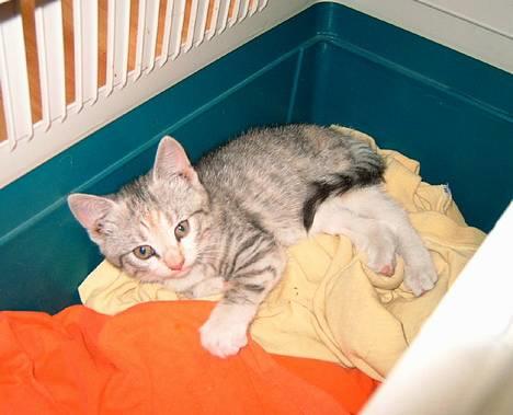 Huskat Freya billede 5